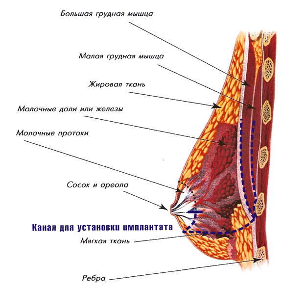 Молочные железы картинка. Схема анатомического строения молочной железы. Послойное строение грудной железы. Послойное строение молочной железы. Строение грудины женщины анатомия.