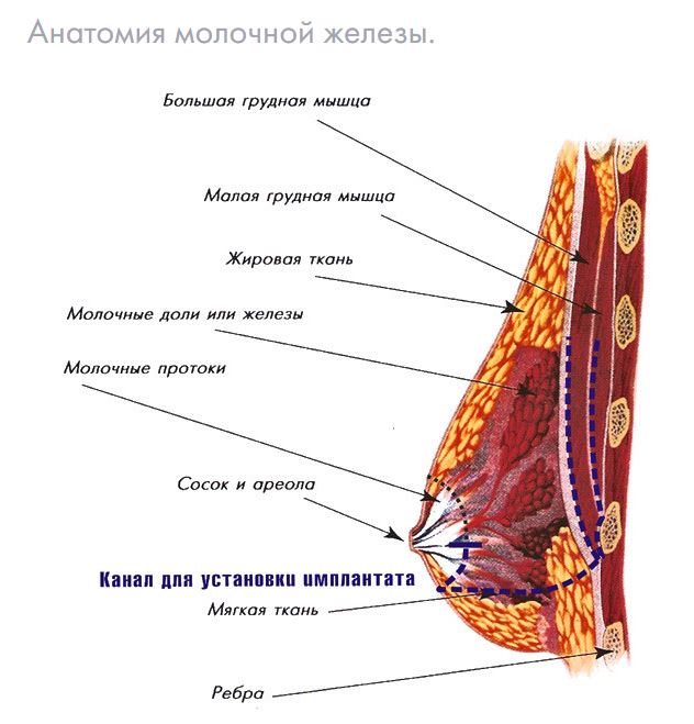 Анатомия молочной железы 