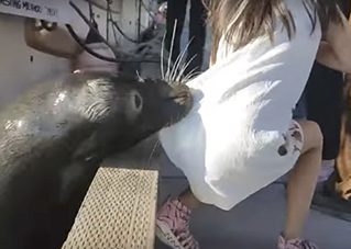 Видео: Морской лев схватил девочку и утащил в воду